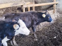 Býk, Russian Black pied cattle — foto 5