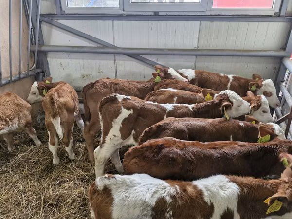 Cattle (batch, sex not specified), Simmental cattle — Poland