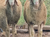 Sheep, Sheep — photo 1