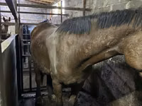 Mare, Horses — photo 3