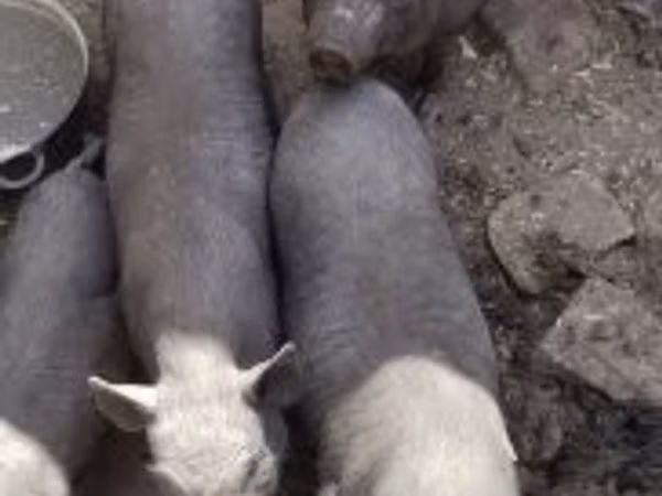 Scrofa, Maiali — Ungheria
