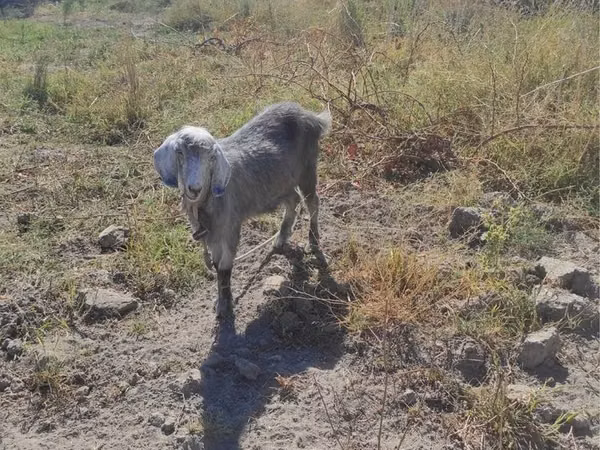 Goat, Goats — Uzbekistan