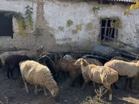 Pecora, Pecore — foto 2