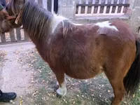 雌馬, Miniature horse — 写真 5