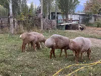암양, Arashan sheep — 사진 4