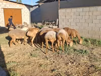 قوچ, Hissar sheep — عکس 8