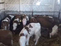 Sığır (parti, cinsiyet belirtilmedi), Simmental cattle — foto 6