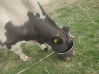 گاو نر, Russian Black pied cattle — عکس 4