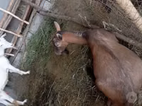 Billy Goat, Goats — photo 4