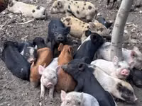 Babi (lot, jantina tidak dinyatakan), Pigs — foto 7