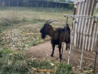 Buk, Alpine goat — foto 2