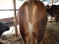 Bull, Simmental cattle — photo 3