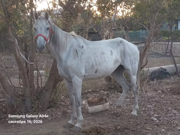 Mare, Anglo-Arabian