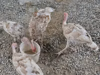 Turkeys — foto 1