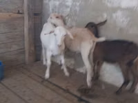 Koza, Saanen goat — foto 3