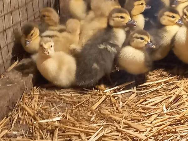 Ducks — آذربائیجان