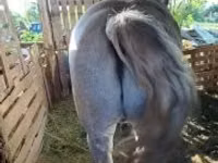 Horse (M), Horses — photo 2