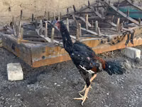 Chickens — photo 2