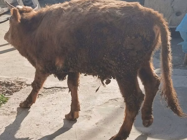 सांड, मवेशी