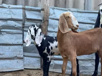 ছাগী, Nubian Goat — ছবি 2