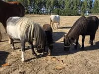 Merrie, Paarden — foto 3