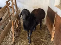 Ram, Sheep — photo 1
