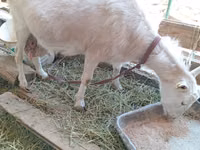 بکری, Saanen goat — تصویر 2