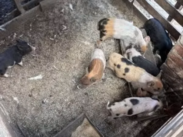 Babi betina, Pigs