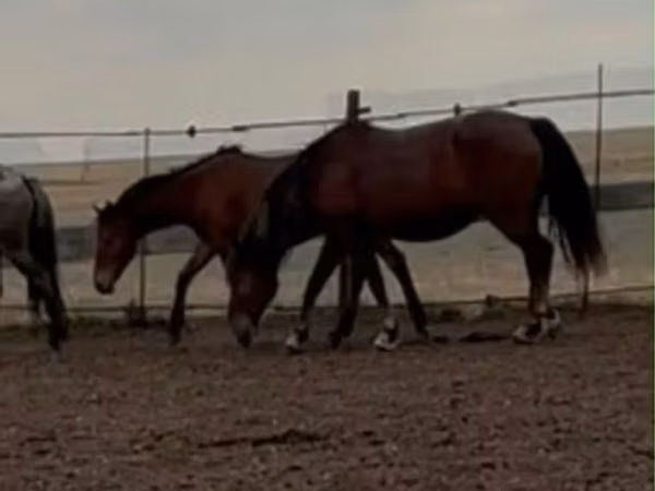 Mare, Kazakh horse — Kazakhstan