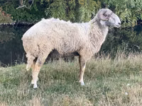 የጎትት አውራ በግ, Karakul sheep — ፎቶ 2