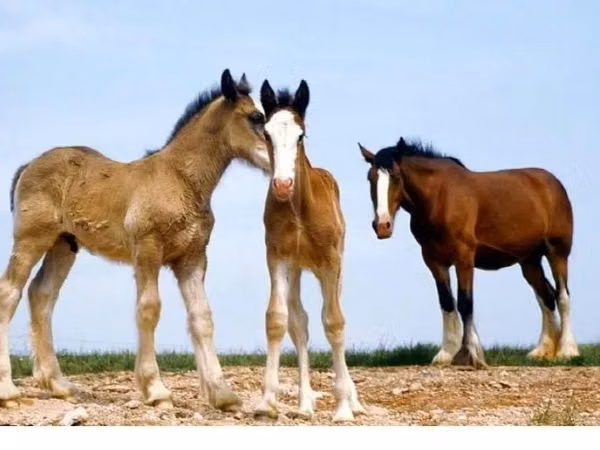 Horses (batch, sex not specified), Horses — Kazakhstan