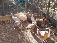 Guinea fowl — عکس 2