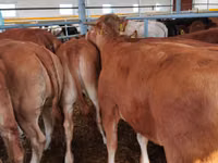 Vaca, Vaca Limousin — foto 5