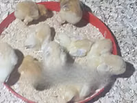 Chickens — foto 4
