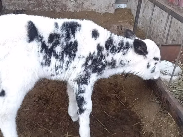 Cow, Holstein breed — Kyrgyzstan