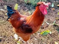 Chickens — ảnh 1