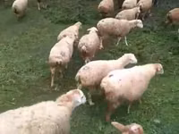 كبش, الأغنام — الصورة 3