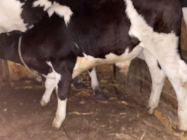 Bull, Russian Black pied cattle