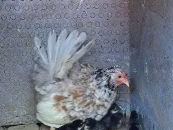 Chickens — হাঙ্গেরি