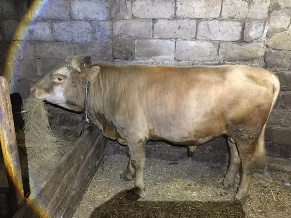 Bull, Simmental cattle — Kazakhstan