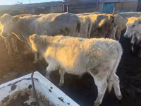 Bull, Auliekol breed — photo 5