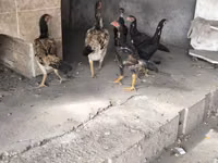 Chickens — عکس 1