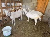 Буз, Saanen goat — акс 4