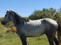 Farasi dume, Mustang — picha 2