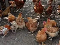 Chickens — عکس 1