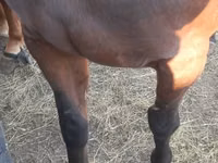 ঘোটকী, Arabian horse — ছবি 5