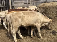Toro, Razza Auliakol — foto 7