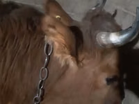 Cow, Cattle — photo 3
