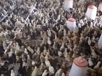 Chickens — photo 6