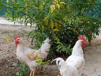 Chickens — عکس 2